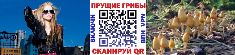 сайты даркнета какой сайт  Власиха  Псилоцибиновые грибы мицелий 